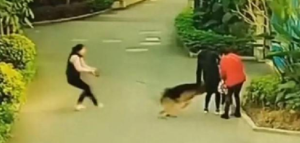 大型犬突然冲出紧咬散步小孩不放：主人拉都拉不住 ！-第1张图片