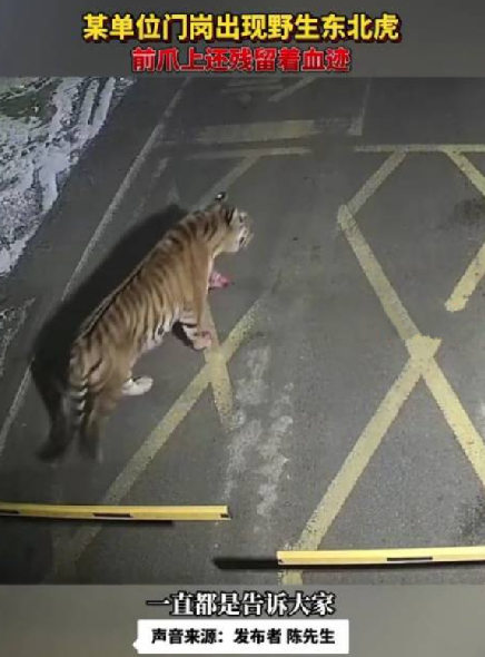 吉林某单位门岗出现野生东北虎：前爪上还残留着血迹 ！-第1张图片