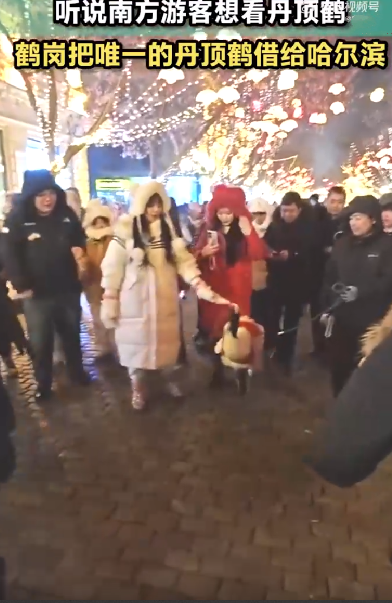 鹤岗丹顶鹤出现在哈尔滨中央大街：现场引来众多游客驻足拍照 ！-第1张图片