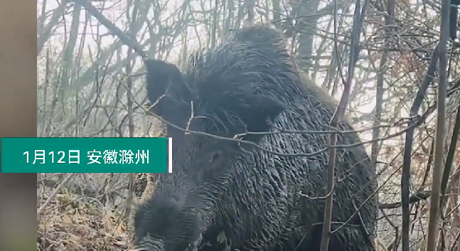 男子上山放羊突遇300斤野猪！直言：对峙几秒后，野猪扭头跑了，吓死人了 ！-第1张图片