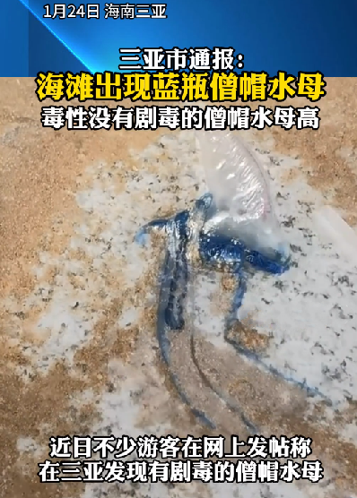 三亚辟谣多海域现剧毒僧帽水母：该物种是蓝瓶僧帽水母 ！-第1张图片