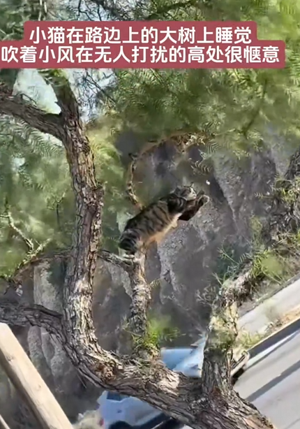 一只猫咪在大树上安逸睡觉 吹着小风很惬意 网友：这姿势咋“解锁” !-第2张图片