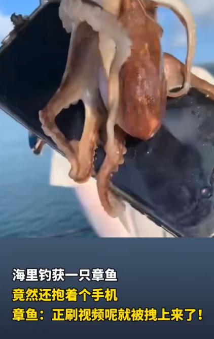 游客海钓上来一只八爪鱼紧抱一部手机不放 网友：自带赎金 !-第1张图片